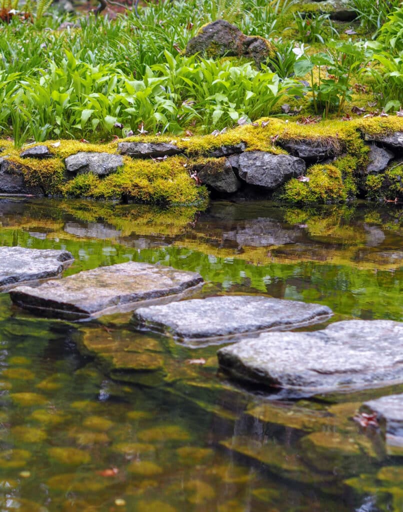 Créer un étang de jardin : Tout ce que vous devez savoir