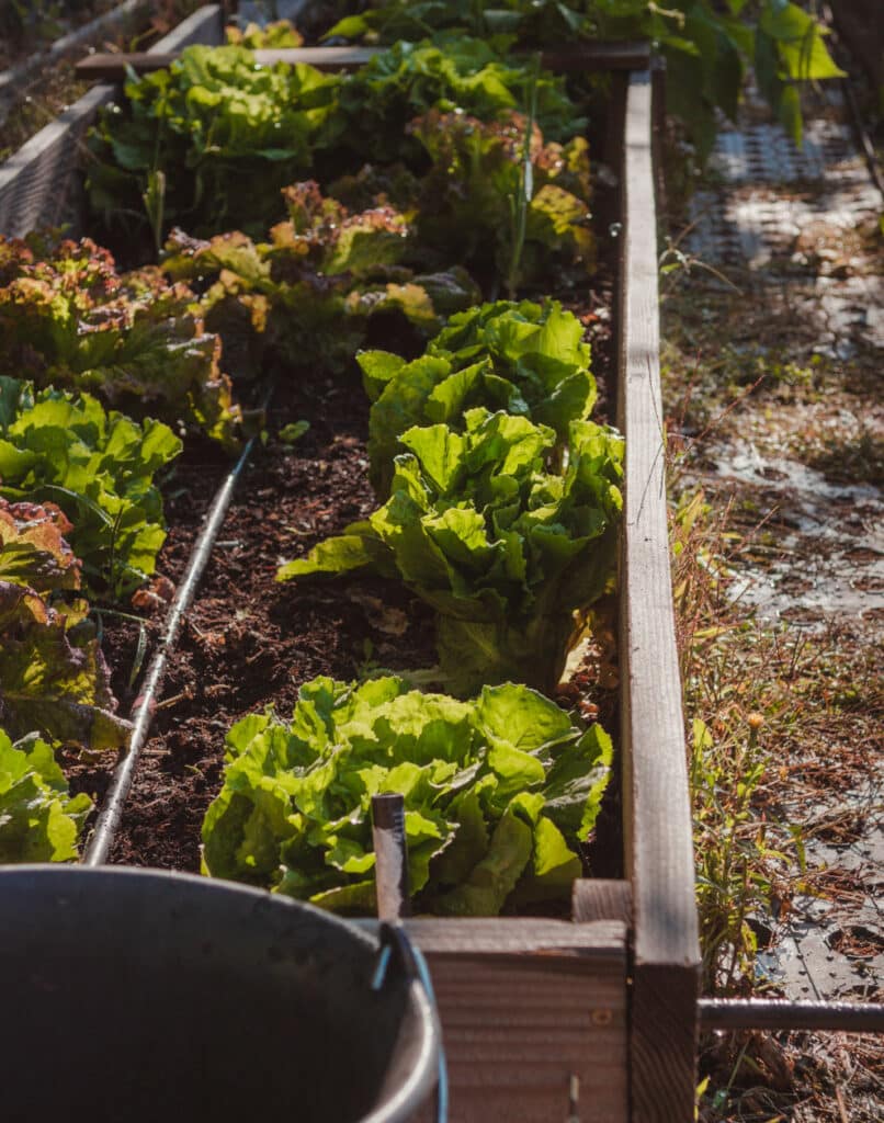 Du terreau aux tomates : comment créer un potager bio avec succès