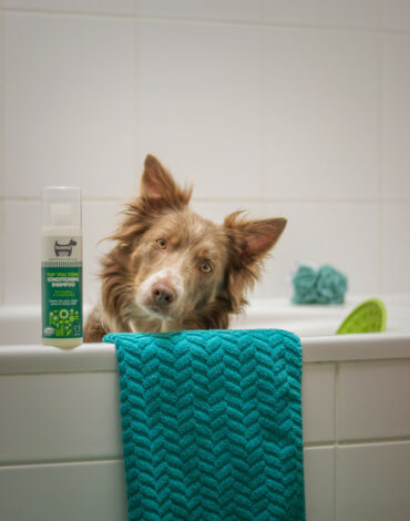 ayla-verschueren-ldIghI2FIA0-unsplash-1 Produits de soin pour chiens et chats