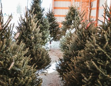 sean-foster-ub2XEhaJhew-unsplash-1 Gros arrivage de sapins Nordmann et Épicéas chez Nature & Co