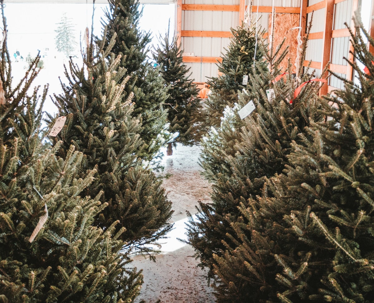 Gros arrivage de sapins Nordmann et Épicéas chez Nature & Co