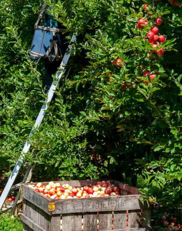 pexels-nc-farm-bureau-mark-2257407-1 Quand tailler les pommiers