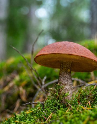 pexels-ekamelev-1685650-1 pexels-ekamelev-1685650-1