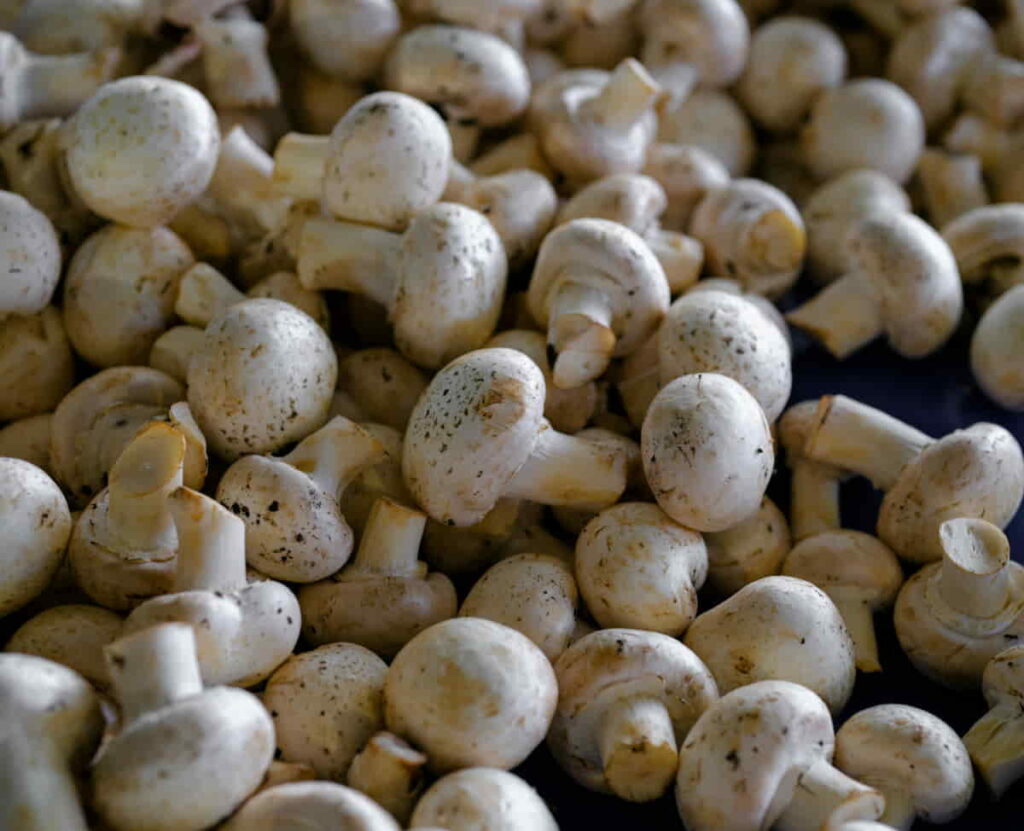reconnaître un champignon comestible