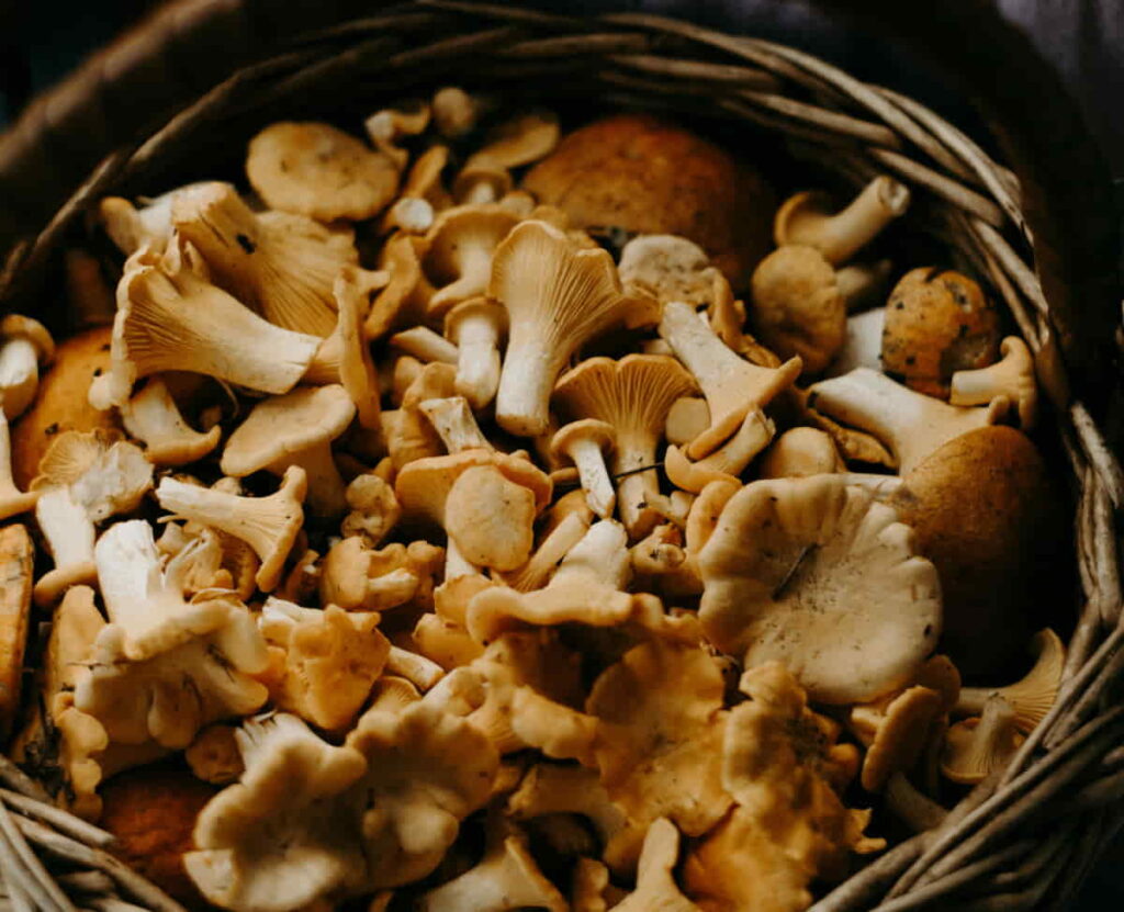 reconnaître un champignon comestible