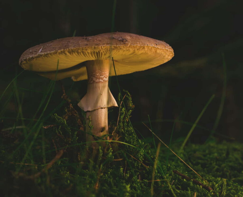 reconnaître un champignon comestible
